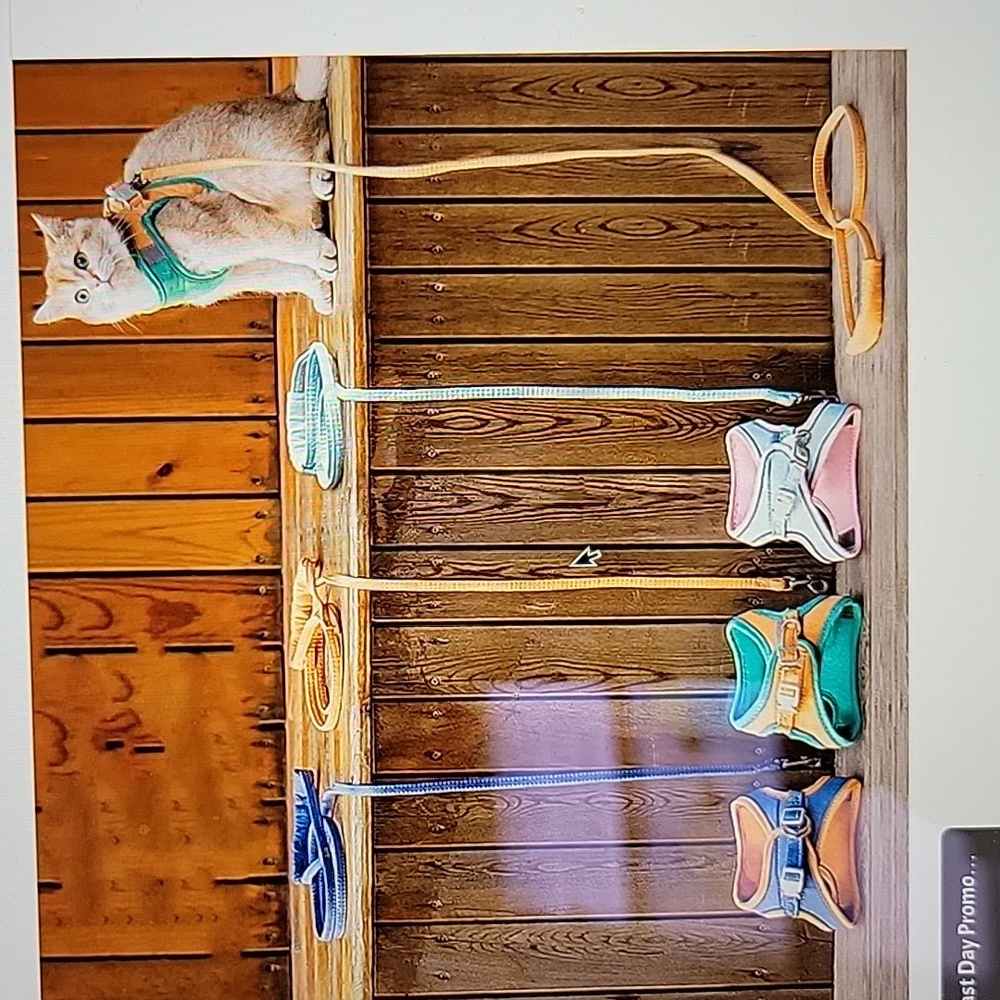 Cute little tiny dog or cat harness with leash, small